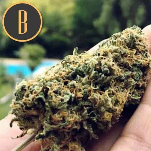 SANTAMUERTECANNABISBUDS