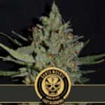 SANTAMUERTEFASTFLOWERINGVERSION