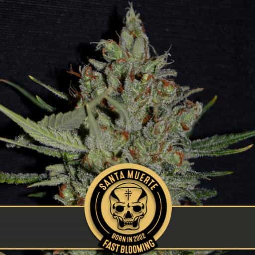SANTAMUERTEFASTFLOWERINGVERSION