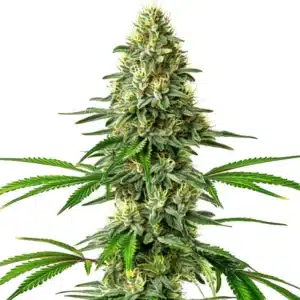 Santa Muerte sativa plant with tall structure and bright green leaves.