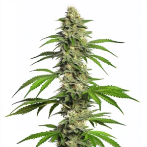 Girl Scout Cookies Autoflower cannabis plant with dense, frosty buds and green leaves, topped with orange pistils and glistening trichomes.