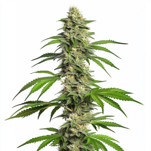 Girl Scout Cookies Autoflower cannabis plant with dense, frosty buds and green leaves, topped with orange pistils and glistening trichomes.