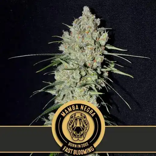 Mamba Negra FBV