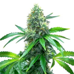 Close-up of an OG Kush cannabis plant with dense buds and vibrant green leaves.