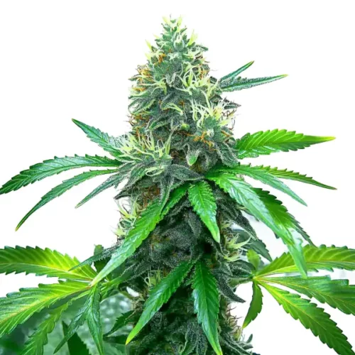 Close-up of an OG Kush cannabis plant with dense buds and vibrant green leaves.