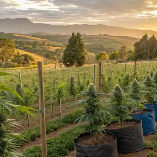 Blue Dream cannabis farm with large plants in fabric pots, set against rolling hills and a golden sunset, showcasing sustainable outdoor cultivation.