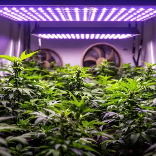 Cannabis plants growing under LED lights in a controlled indoor environment with ventilation.