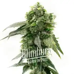 G13 Auto