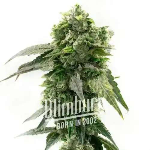 G13 Auto