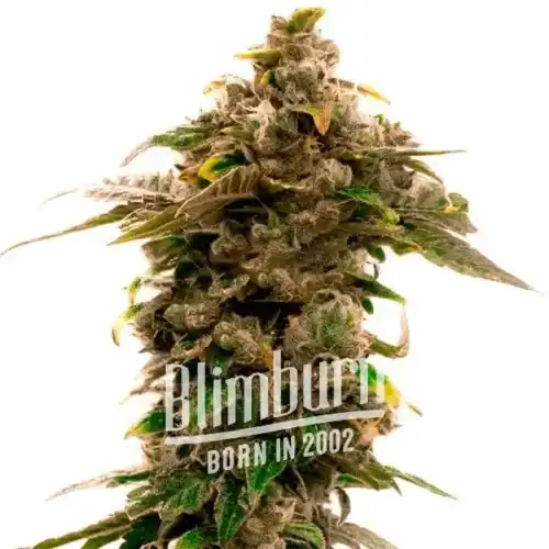 Grape Killer 99 cannabis plant with dense, frosty buds, green leaves, and a hint of orange pistils.