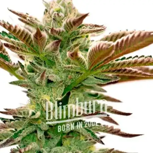 The resin-coated Grapefruit cannabis plant.