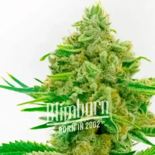 Kosher Kush x Tangerine