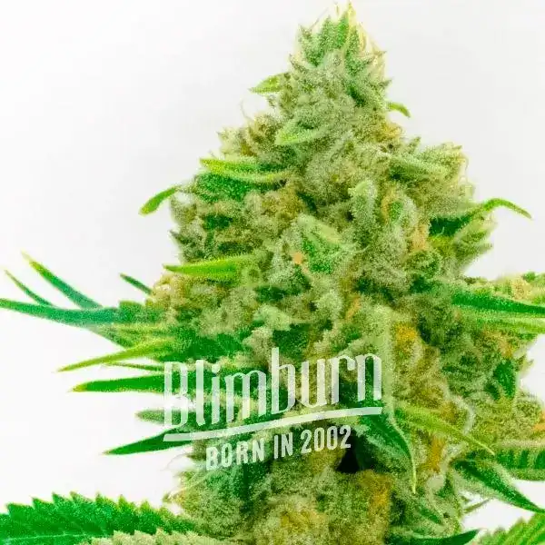 Kosher Kush x Tangerine