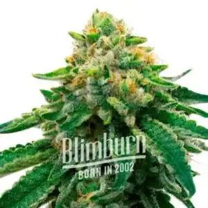 L A Confidential x Afghan Kush