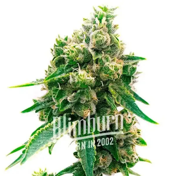 Northern Lights x Cinderella 99