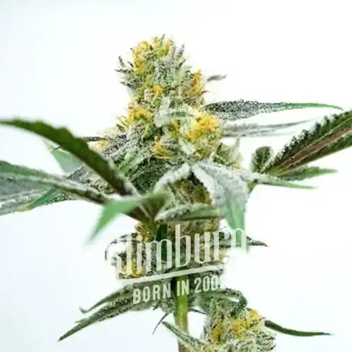 Oregon Peach