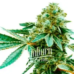 Pineapple Haze