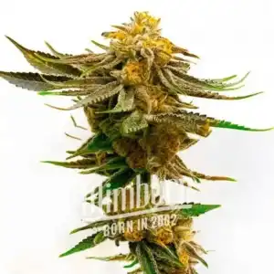 Purple Kush x Mazar