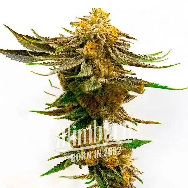 Purple Kush x Mazar