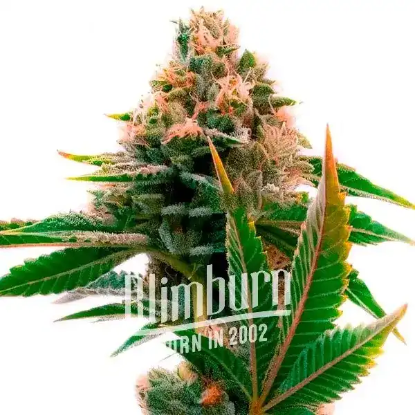 Skywalker x Girl Scout Cookies