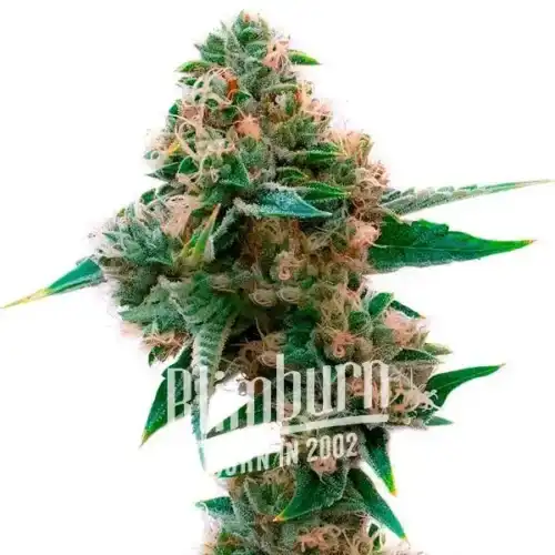 Sweet Tooth x Gorilla Glue