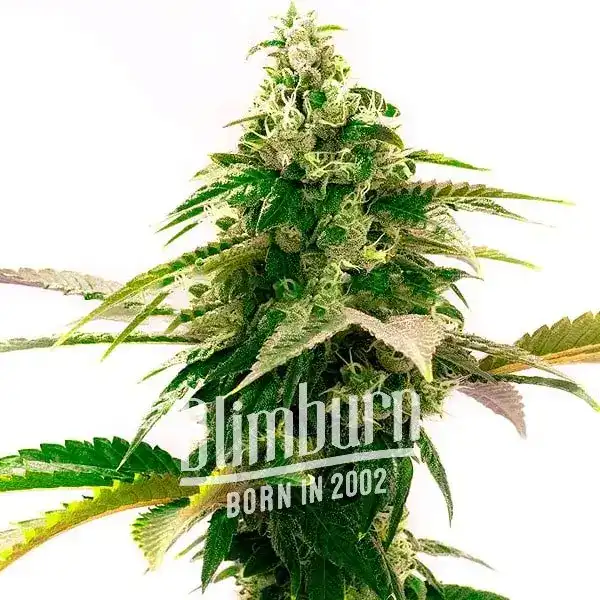 Zkittlez cannabis plant with frosty buds and green leaves.