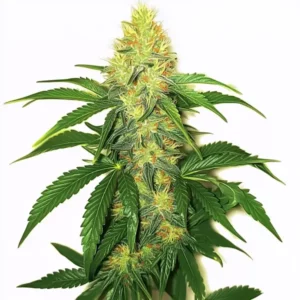 Trichome-rich AK 47 cannabis strain with vibrant green leaves and orange pistils.