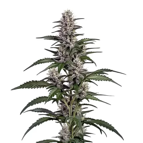 Afghan Autoflower cannabis plant with dense, frosty buds and vibrant green leaves.