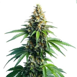 Afghan Kush plant with resin-covered buds, representing a pure indica landrace strain from Blimburn Seeds