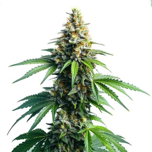 Afghan Kush plant with resin-covered buds, representing a pure indica landrace strain from Blimburn Seeds