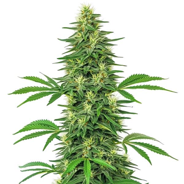 Alien OG cannabis plant with frosty trichomes and bright orange pistils from Blimburn Seeds