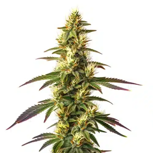 Amnesia Lemon Fast Version strain with dense buds and bright orange pistils.