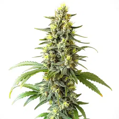 Auto CBD Haze (1-1) strain with tall, resinous buds and lush green leaves.