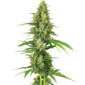 Large, dense colas of the Big Bud strain with robust structure