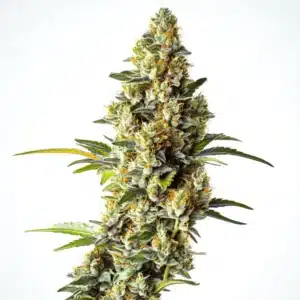 Black Domina x Scott’s OG strain with frosty buds and citrus aroma.