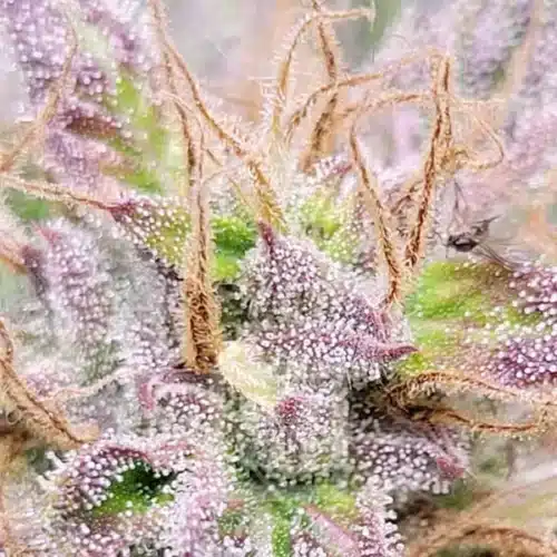 Flavor Burst Blackberry Auto: A Symphony of Aromas