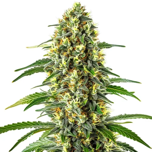 Blueberry x Cream Cheese Auto bud with sugar-coated calyxes, orange hairs, and green leaves.