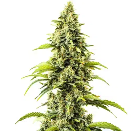 Sparkling Bubblegum Haze cannabis bud with bright green leaves and orange pistils.