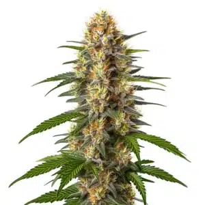 CBD Black Domina cannabis bud with dark green tones and frosty trichomes.