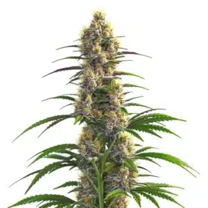 Vibrant green CBD Zenergy buds with purple accents and orange pistils.