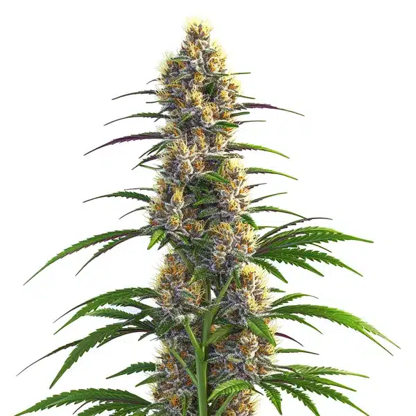 Vibrant green CBD Zenergy buds with purple accents and orange pistils.