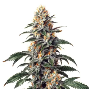 California Orange x Skunk strain with frosty buds and bright orange pistils.