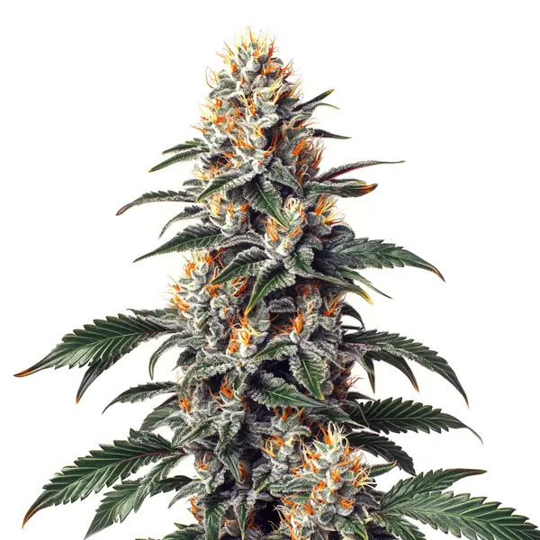 California Orange x Skunk strain with frosty buds and bright orange pistils.