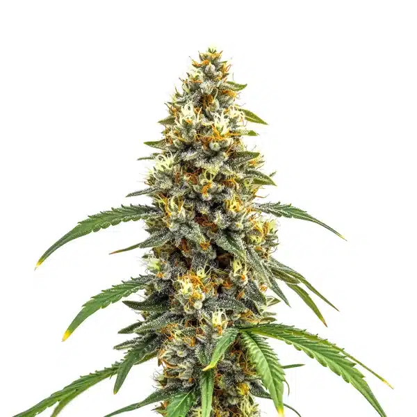 Sativa-dominant Carmen x Durban Poison bud with elongated shape and vibrant green tones.