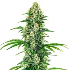 Chocolope x Candy cannabis cola covered in crystals with vivid green leaves and orange pistils.