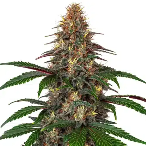 Cinderella 99 x Somango plant with tropical-scented buds and dark green leaves.