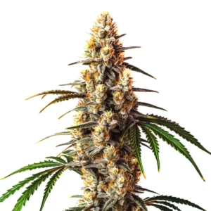 Critical Kush cannabis strain with dense buds and orange pistils