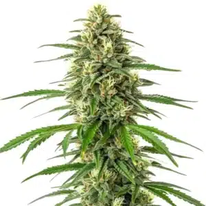 Critical x Amnesia cannabis plant with bright green buds and orange pistils.