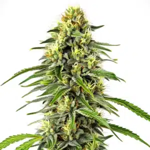 Diesel Autoflower cannabis plant with citrus-scented buds and dark green leaves.