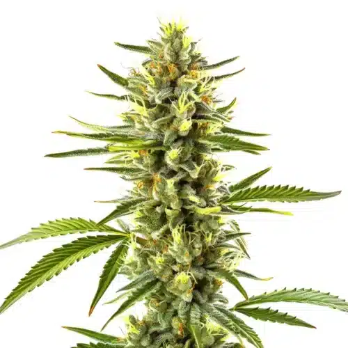 Exodus Cheese cannabis plant with dense, trichome-rich buds and a strong aroma.